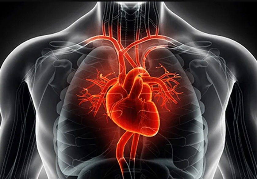 detección de una de las enfermedades del sistema cardiovasculares

